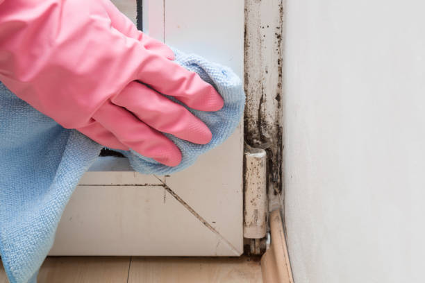 Trusted Summit, WA Mold Remediation Experts